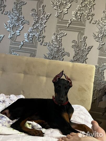 Собака доберман
