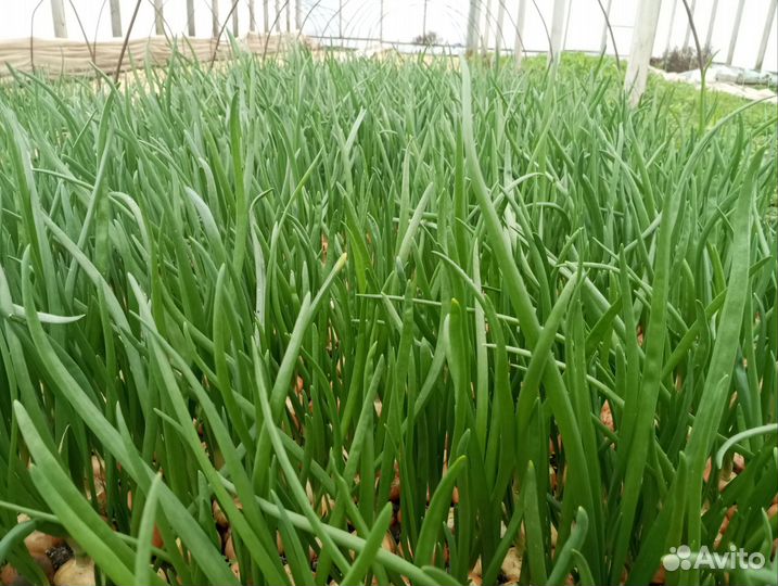 Зелень лука