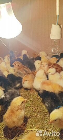 Цыплята суточные