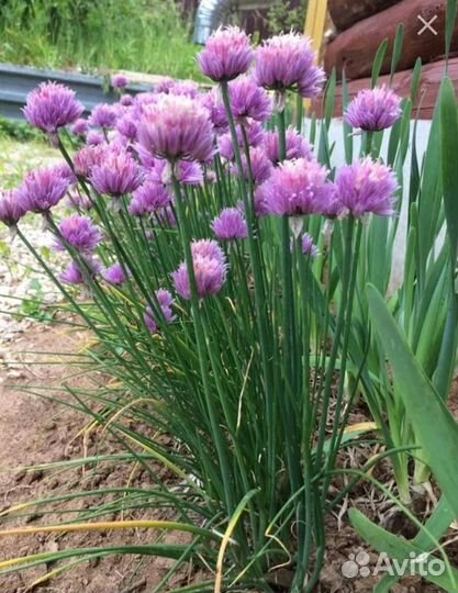 Многолетний лук, 2 сорта