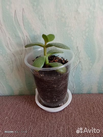 Комнатные растения