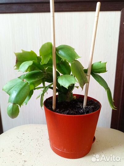 Декабрист / шлюмбергера