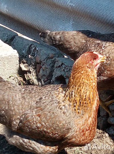 Куры Билефельдеры