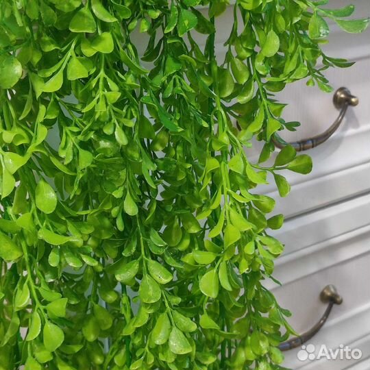 Ампельное растение. 84 см