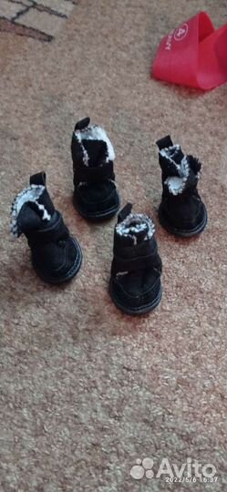 Обувь для животных