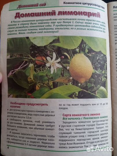 Лимонное дерево