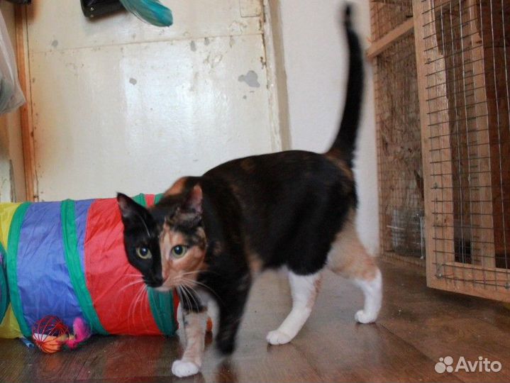 Кошка в добрые руки