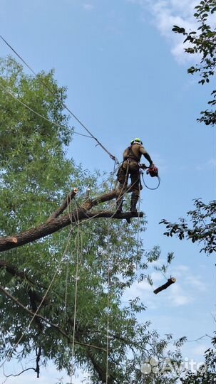 Спил деревьев