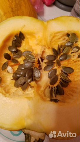 Тыква голосеменная Штирийская, семена