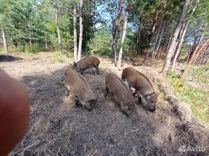 Кабанчик кабан дикий