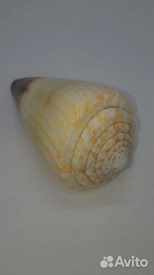 Набор крупных ракушек