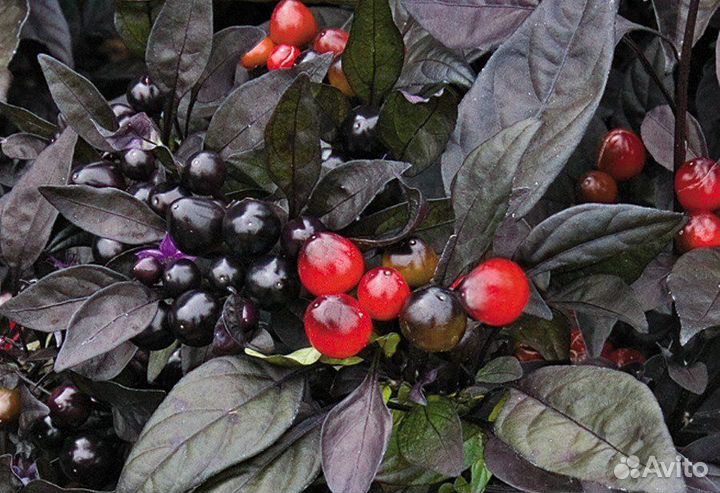 Перец острый Черный принц (семена)