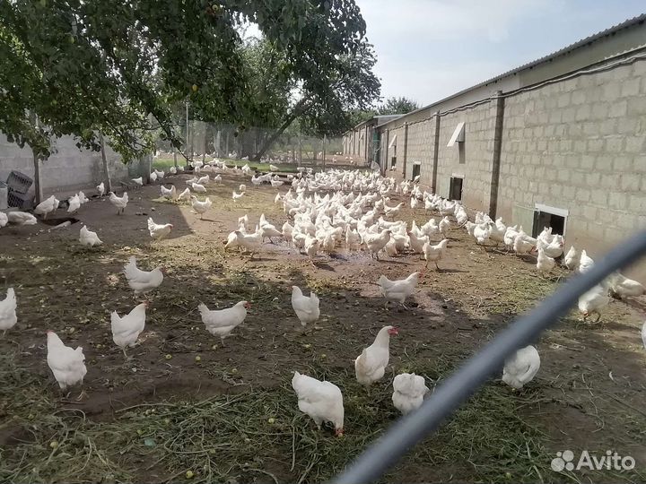 Продам готовый бизнес производство