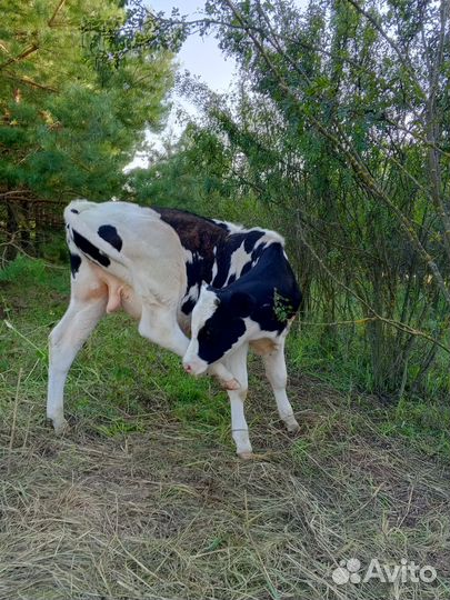 Телята бычки