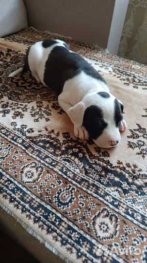 Собаки щенки