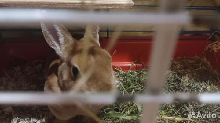 Кролик с клеткой и переноской