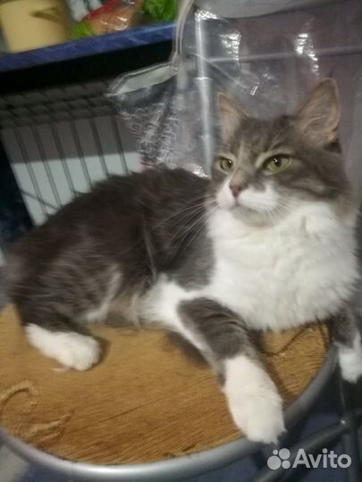 Кот в добрые руки, кастрированный