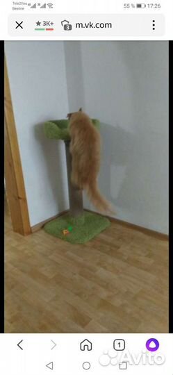 Когтеточка