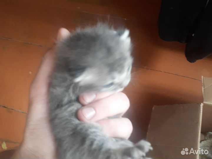 Отдам бесплатно котят скоттиш-страйт страйт