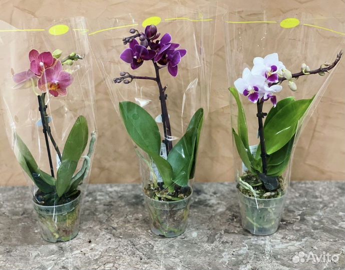 Орхидея фаленопсис мини