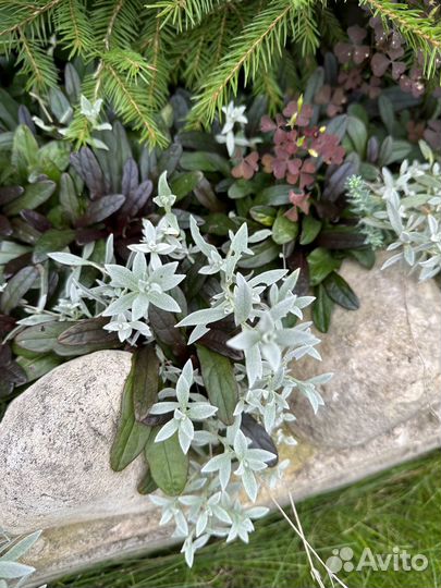 Ясколка почвопокровник