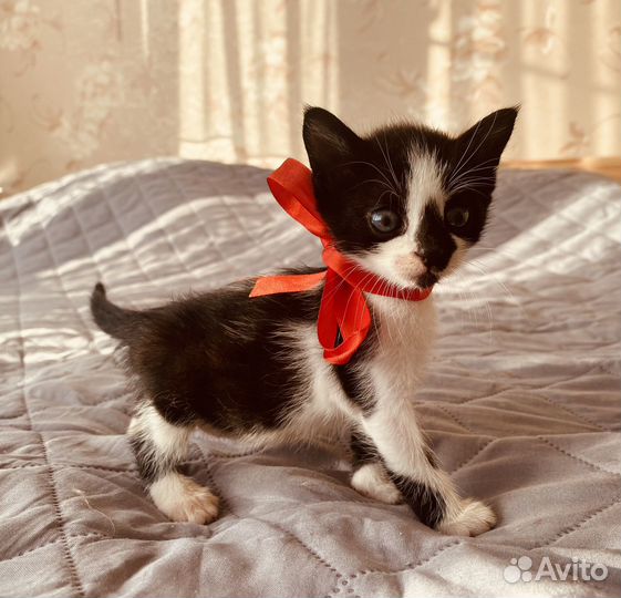 Котенок девочка