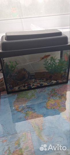 Аквариум с рыбками