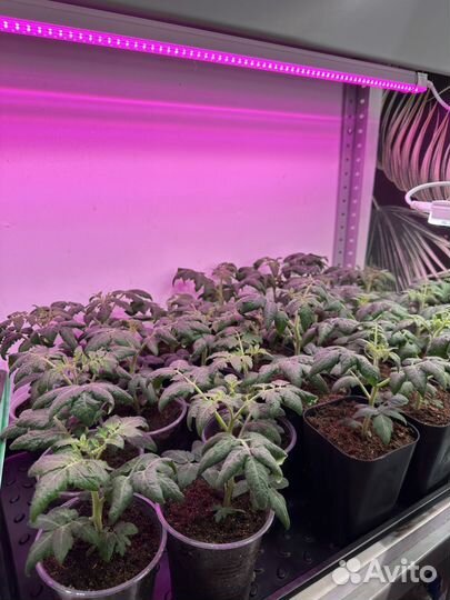 Рассада помидор балконных