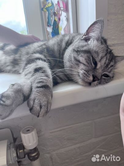 Кот-потеряшка