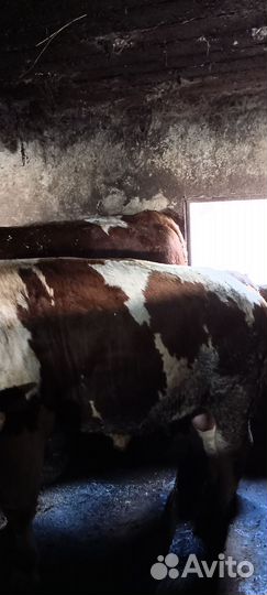 Быки на мясо