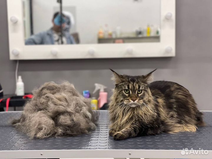 Груминг. Стрижка кошек. Вычес. Экспресс-линька