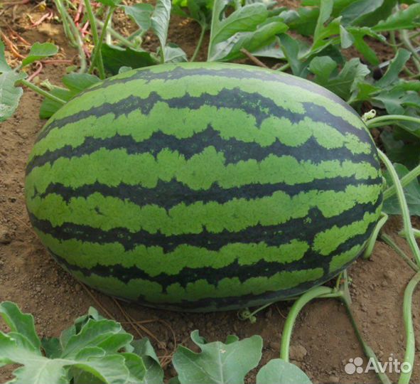 Семена арбуза Биг Бой F1