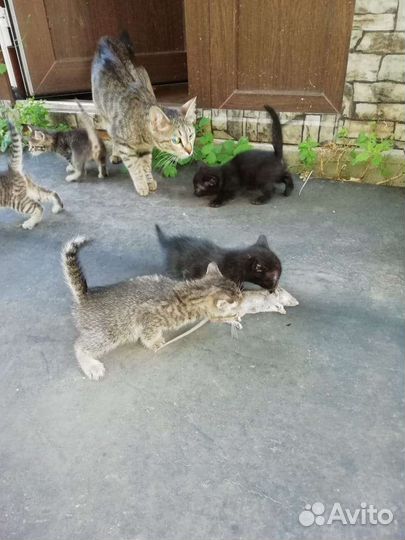Бенгальские котята