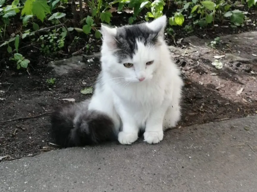 Подарите жизнь,брошенный кот, в добрые руки