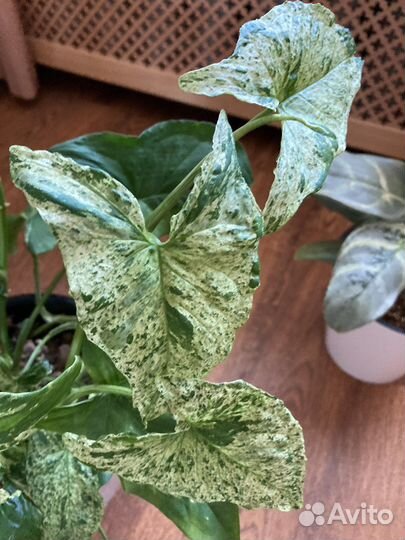 Сингониум MottledArrowhead, моттлед