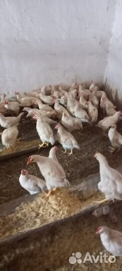 Петухи цыплята