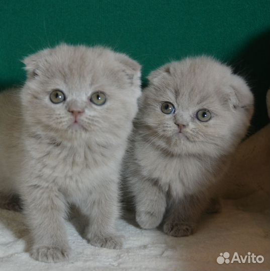 Девочки милашки