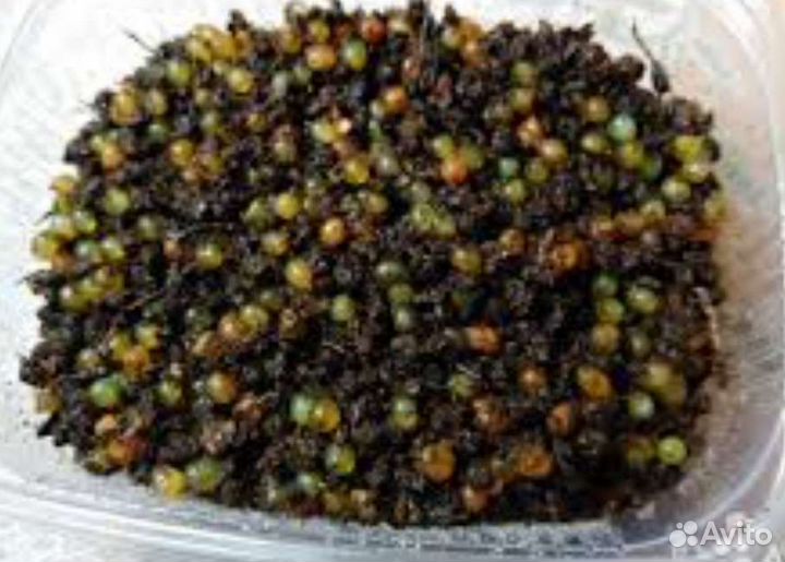 Червь дендробена