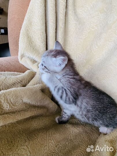 Кошки в добрые руки