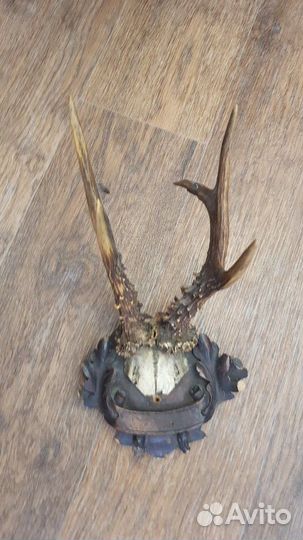 Рога косули