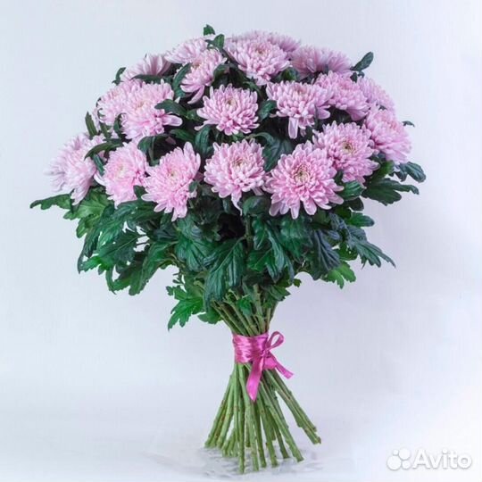 Букет 288 Хризантемы одноголовые 25 шт