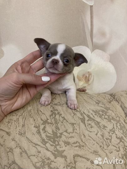 Чихуахуа мальчик
