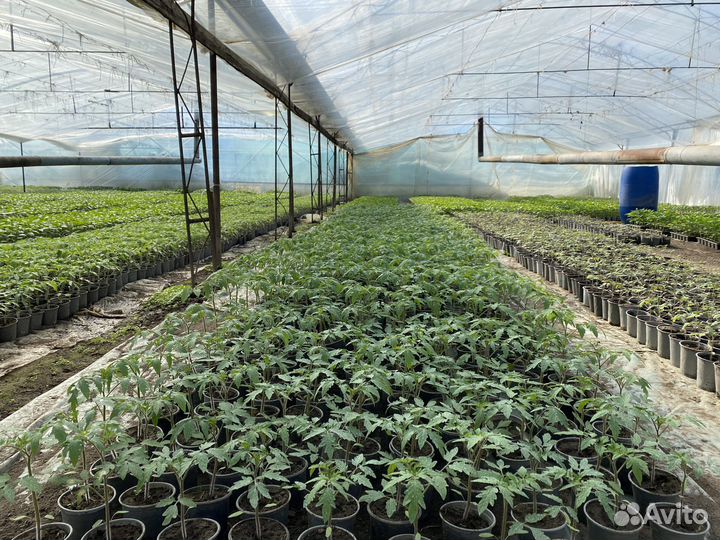 Рассада на заказ