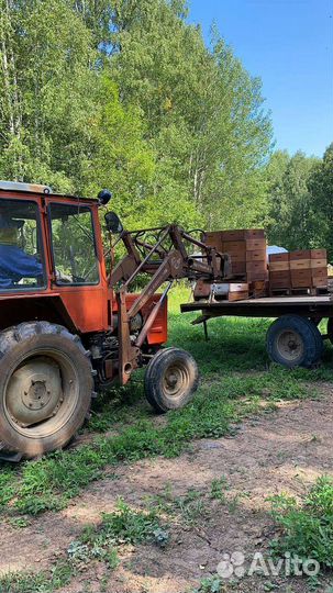 Пчеломатки