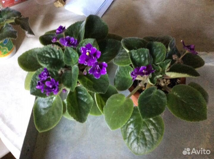 Сортовые фиалки