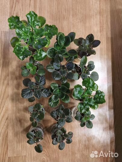 Сортовые фиалки