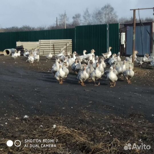 Гуси Холмогоры