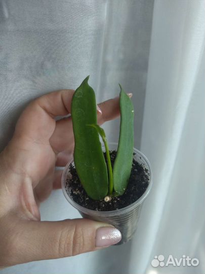 Сортовые хойи