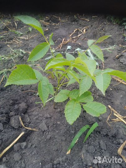 Грецкий орех саженцы