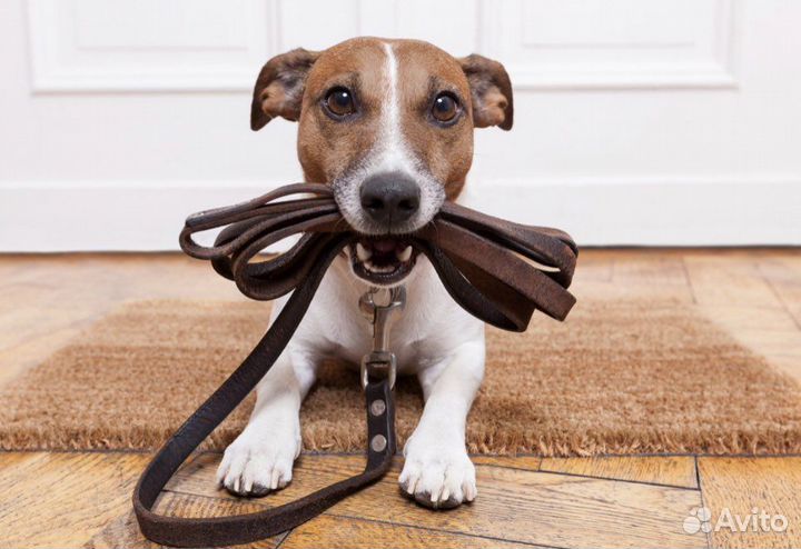 Выгульщик собак